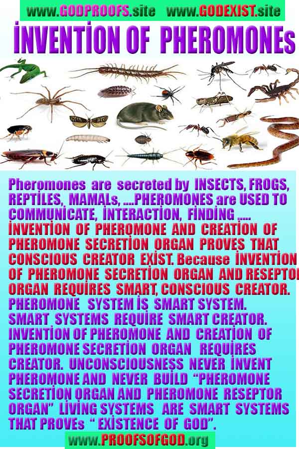 god is real, god exists here proofs, god's proofs, proofs of god, evidences of god, proofs-god, evidences-god, signs-god